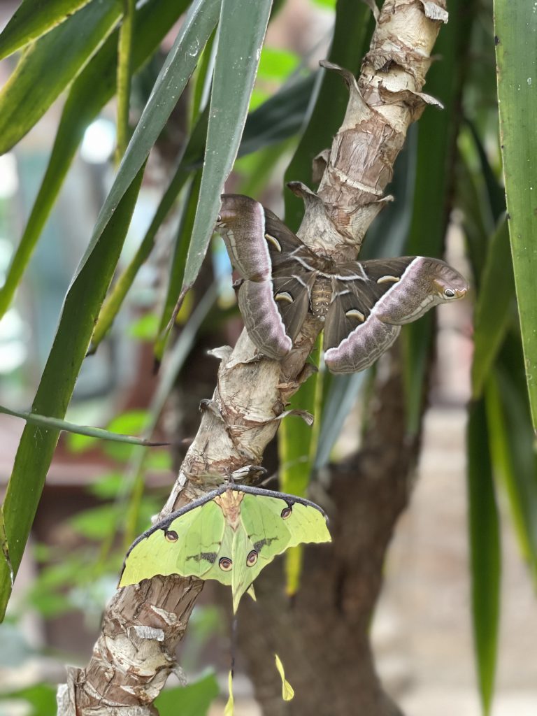 falena cometa