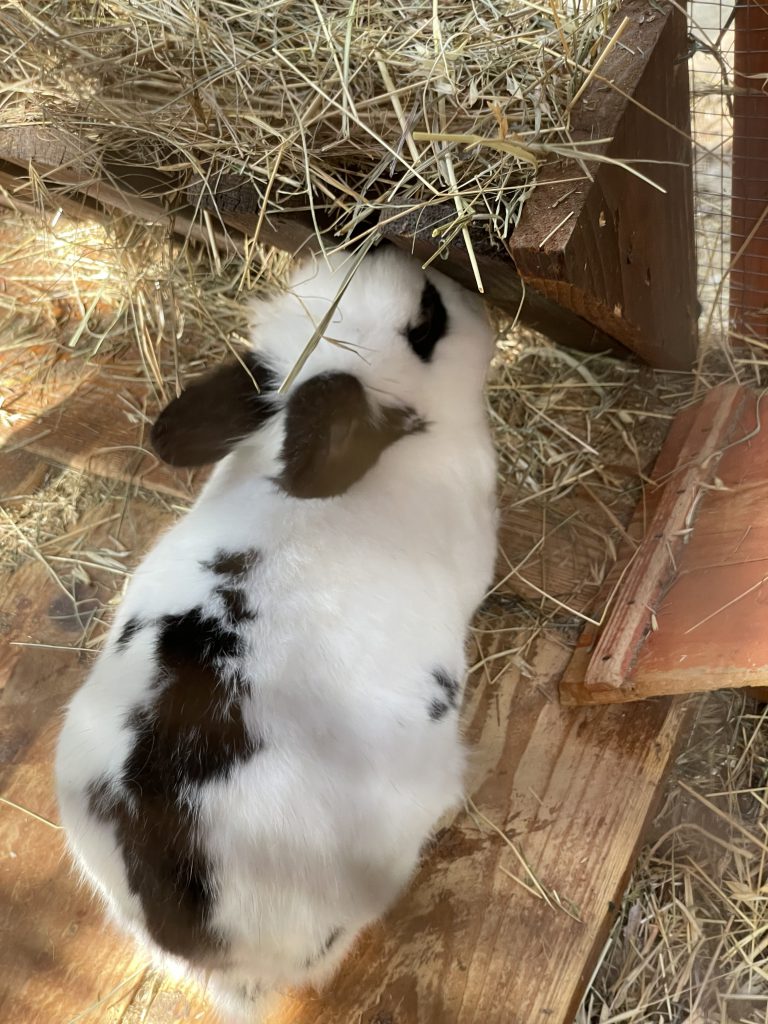 coniglio bianco nero che mangia