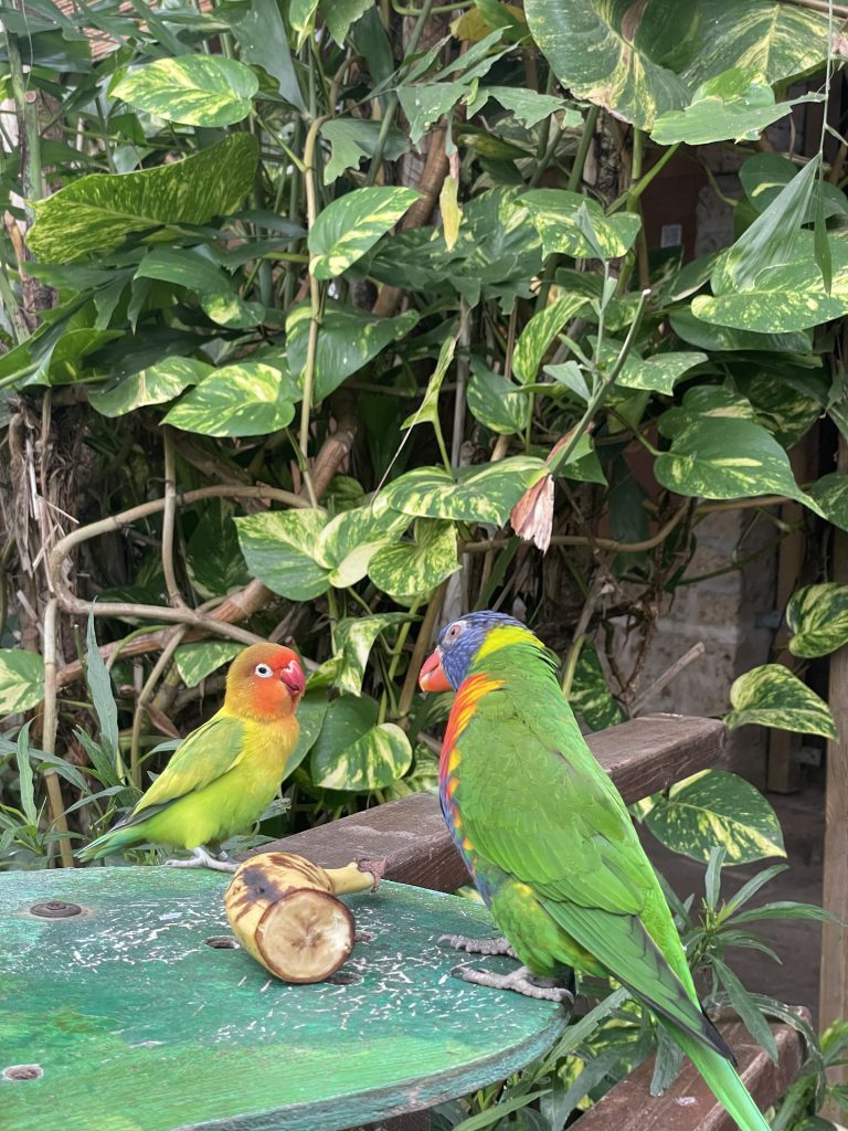 pappagalli inseparabili e Trichoglossus