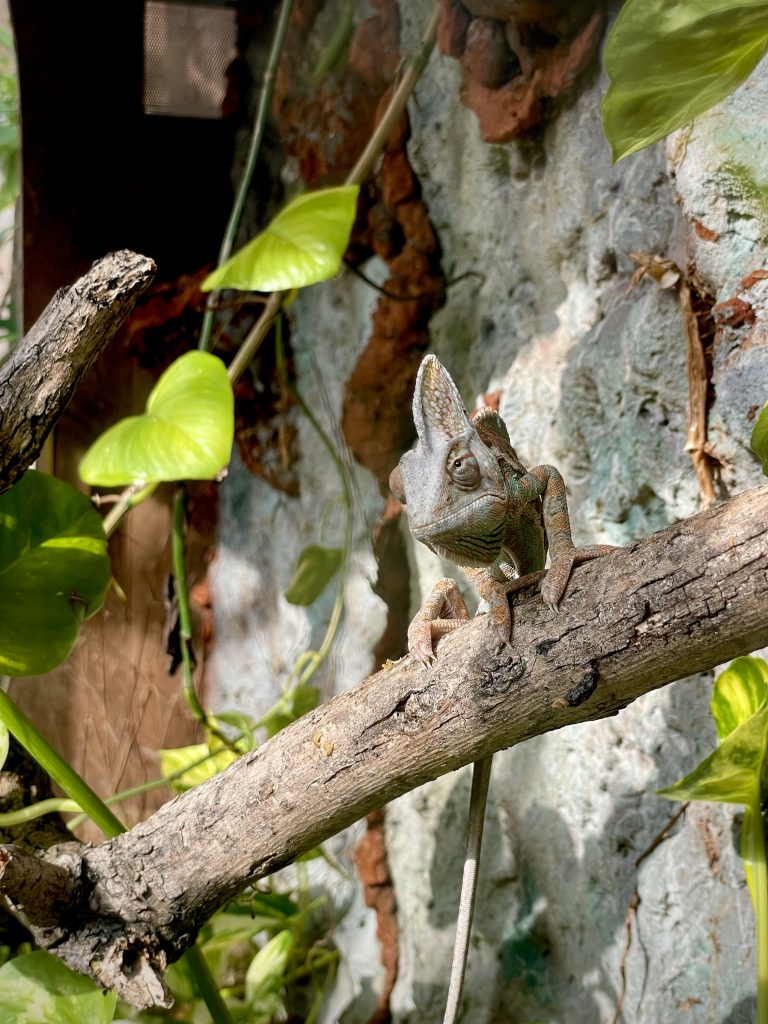 Camaleonte Calyptratus