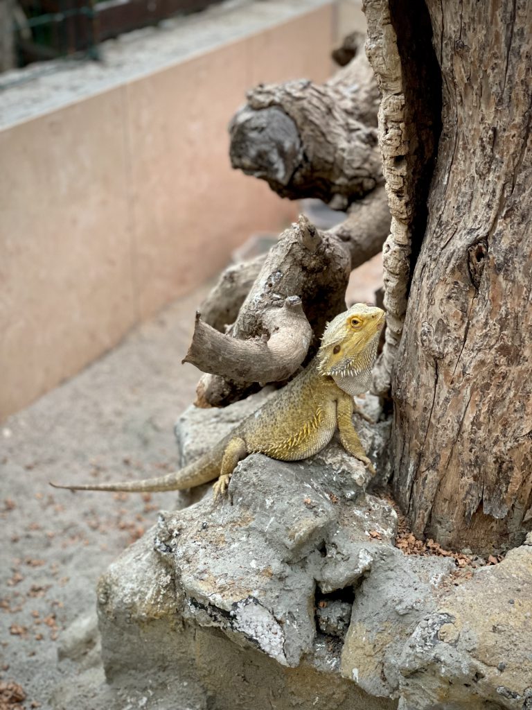 drago barbuto australiano pogona