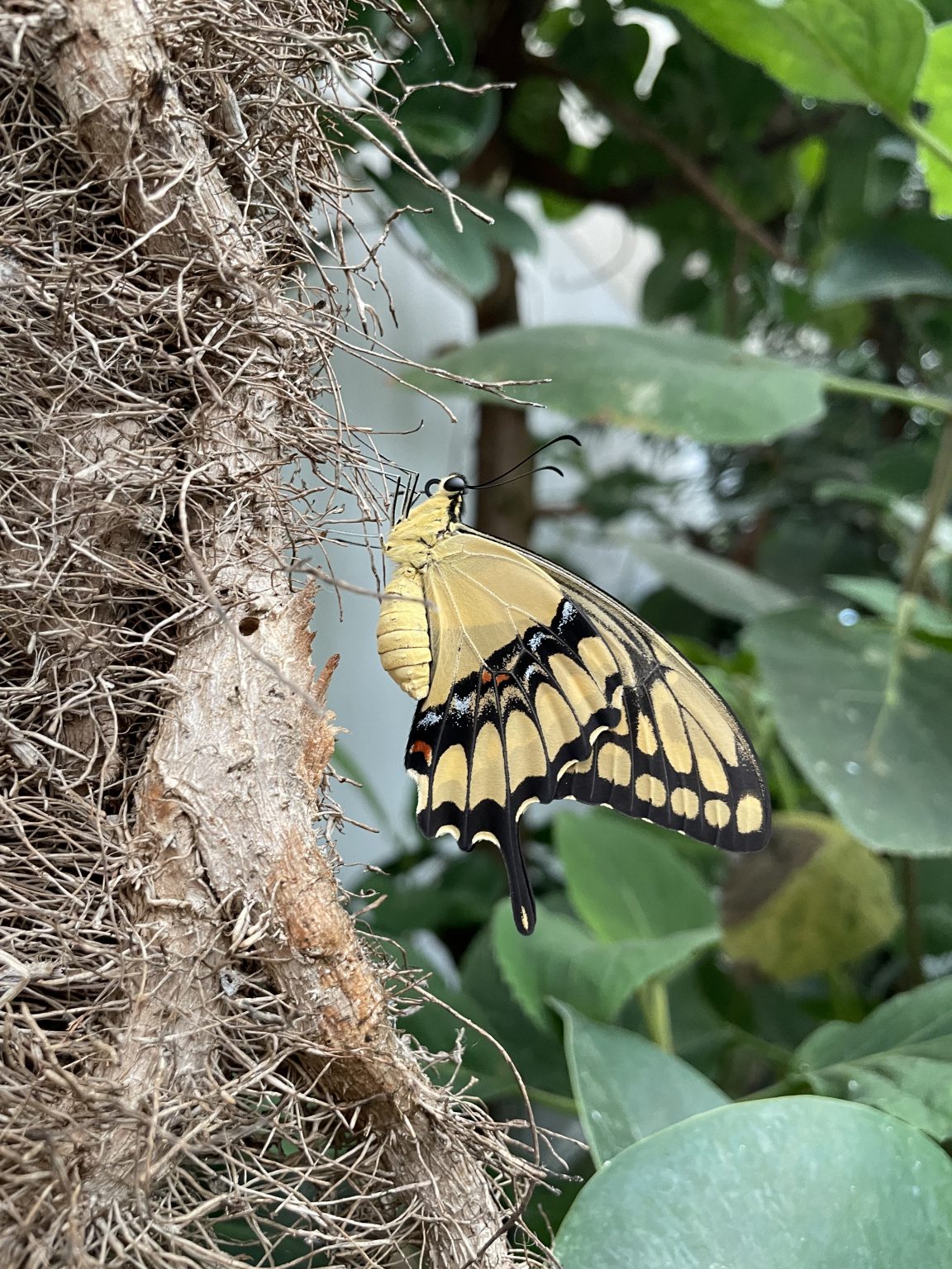 Casa delle Farfalle e Bosco delle Fate di Butterfly