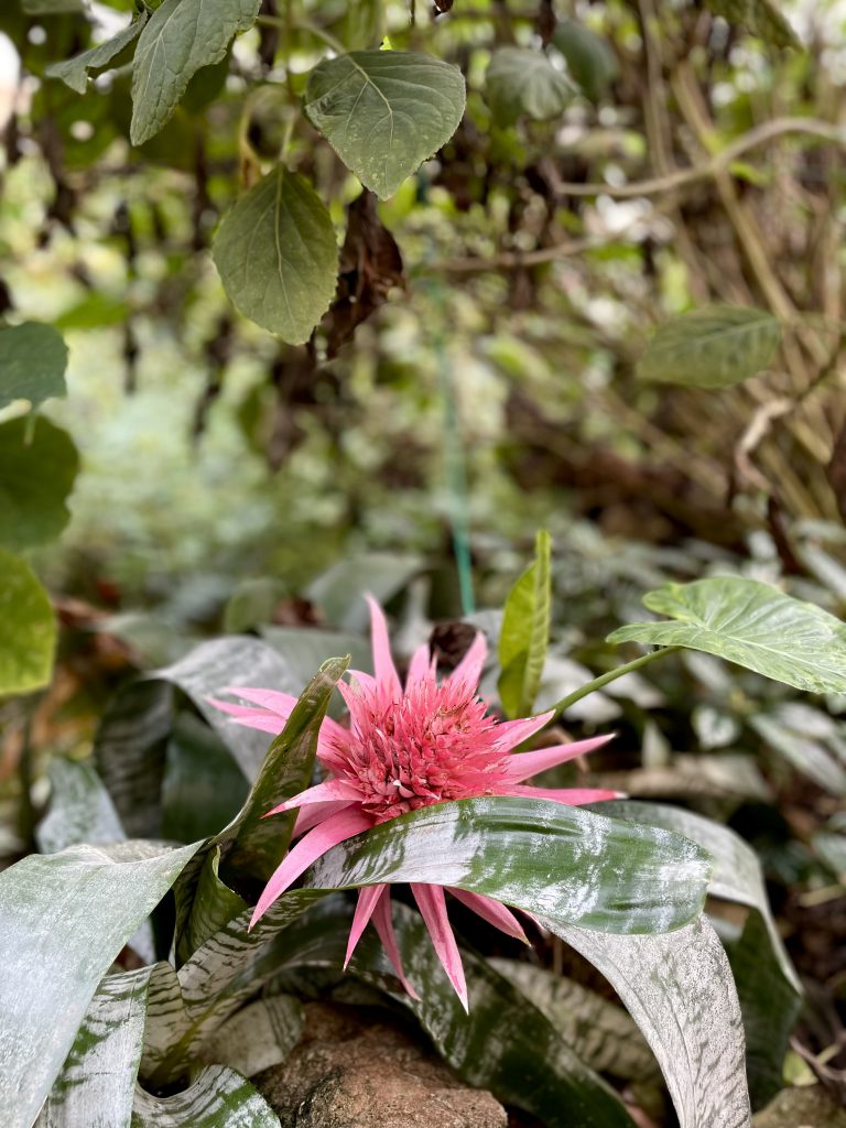 fiore rosa tropicale